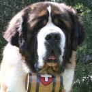 St. Bernards and Their Whiskey Barrels