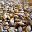 Lets Hear It For The Maltsters!