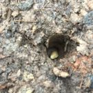 Potential in Pennsylvania