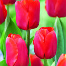 Let’s Talk Bourbon and Tulips…