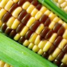 A GMO Argument