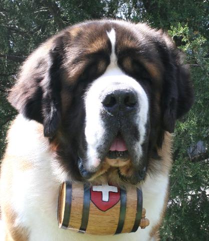St. Bernards and Their Whiskey Barrels