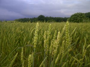 Organic wheat