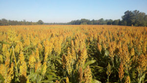 sorghum